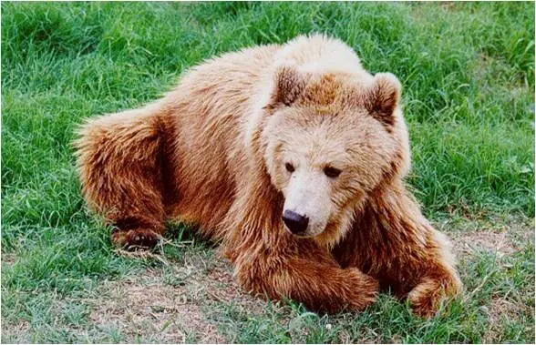 Animales