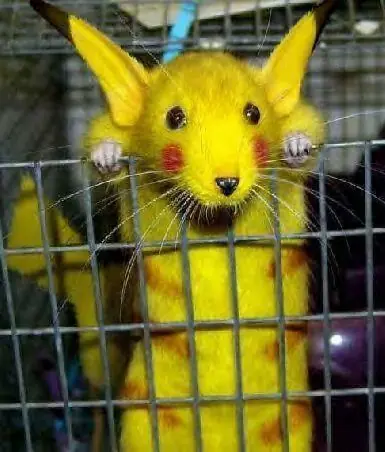 pikaaa chuuu