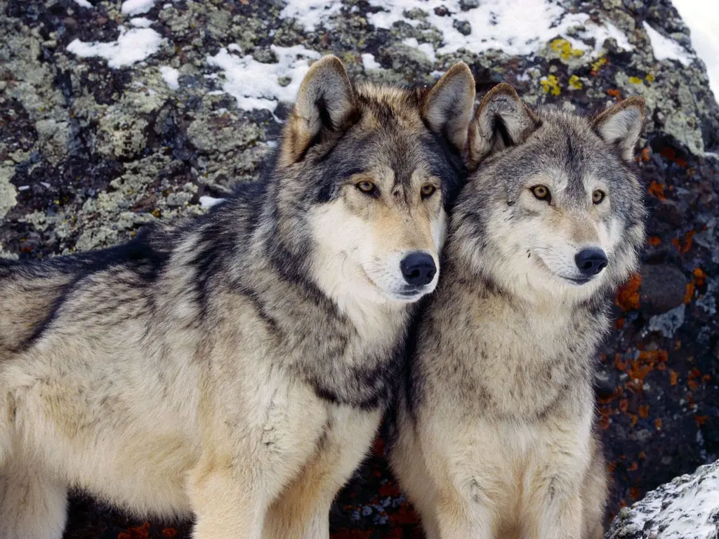 Animales en peligro de extinción 2014