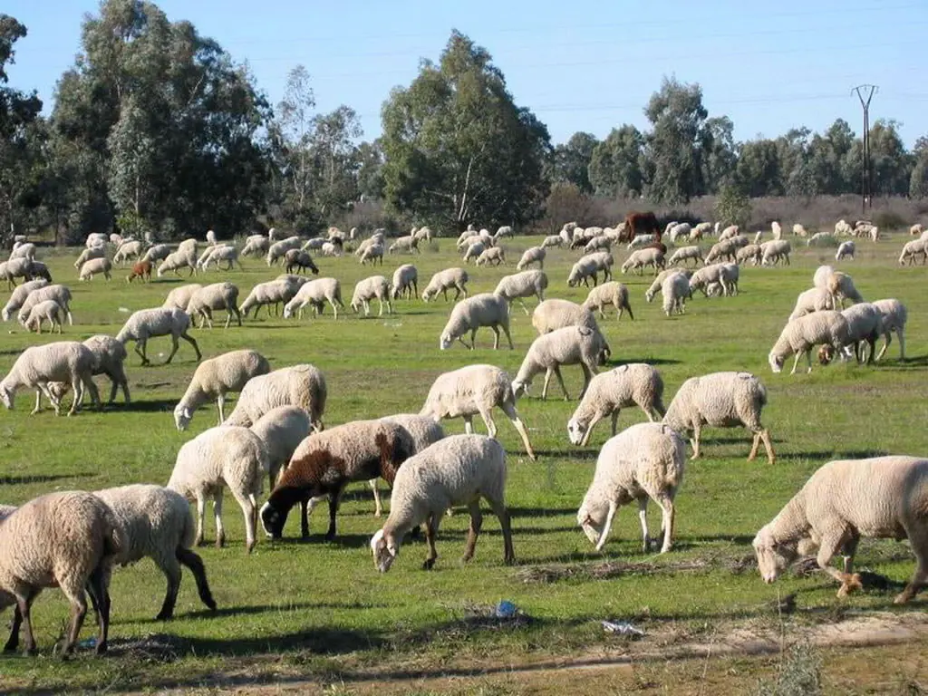 ovejas