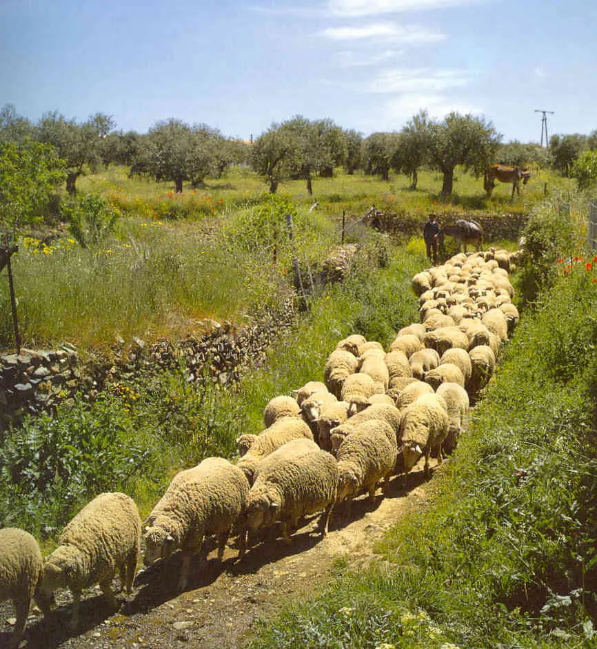 Ovejas invaden el mundo (Actualizado)