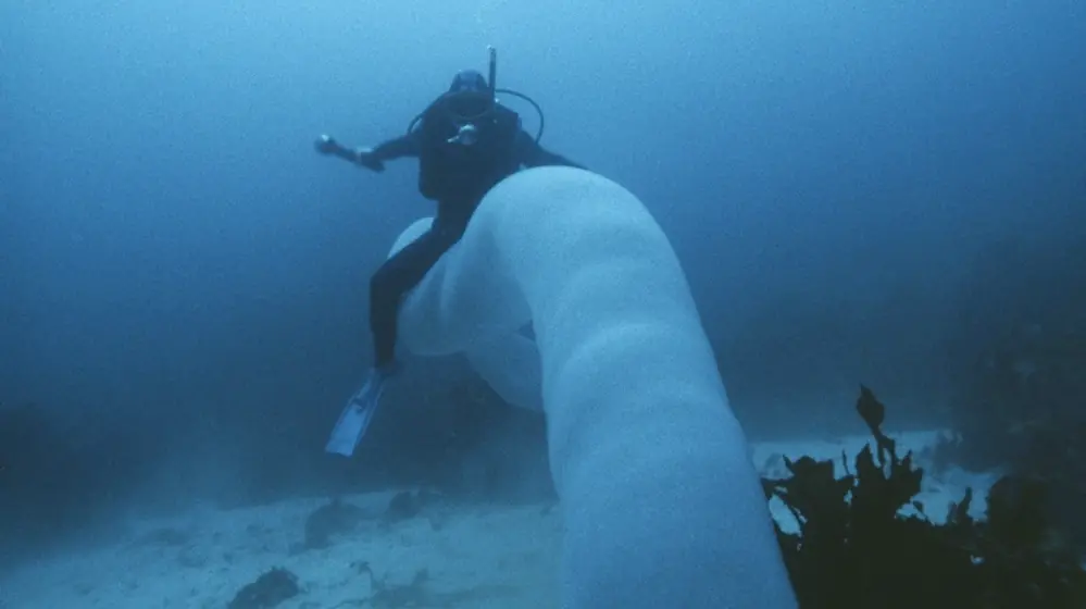 Tunicado marino: el unicornio imposible del océano
