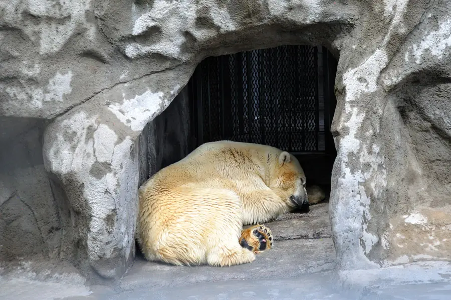 Por el calor y la pirotecnia, se murió el oso polar del Zoo