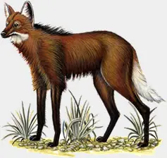 Animales en Peligro de Extinción (Locales Sudamerica)