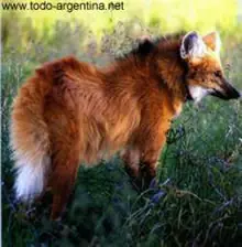 Animales