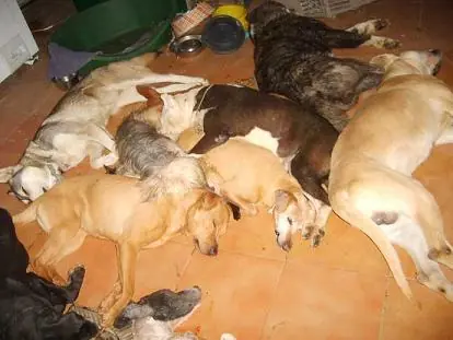 perros