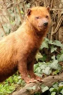 Animales