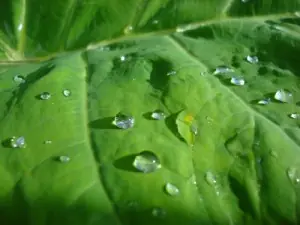 Sabias que las plantas también lloran ?