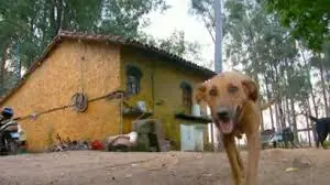 humanidad