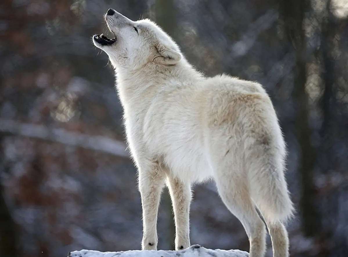 Características de los Lobos