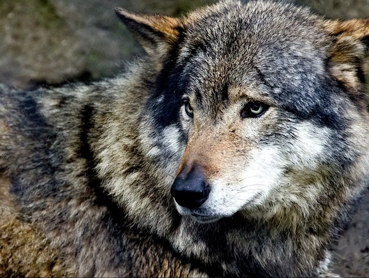 Características de los Lobos