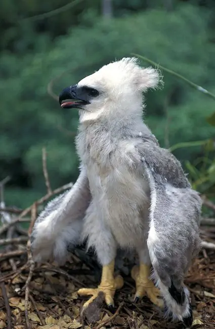 Aguila