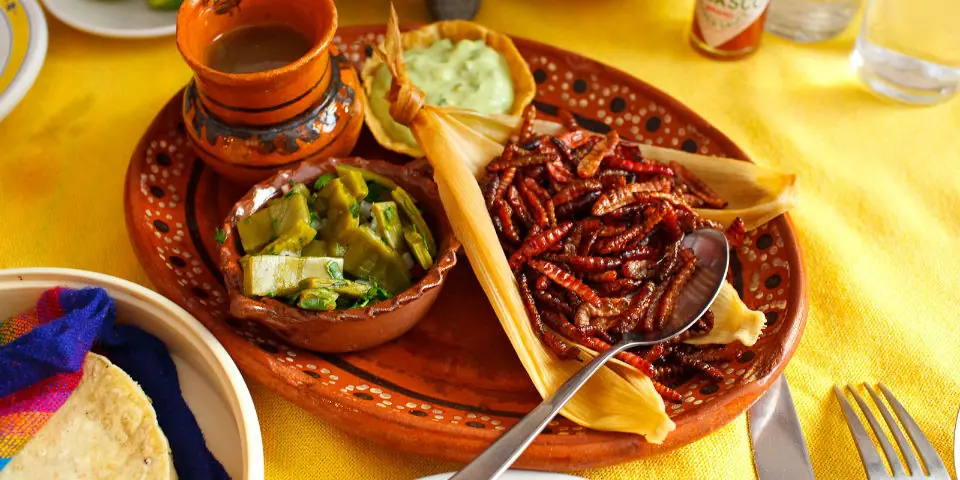 insectos