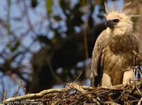 ¿La conoces? - Águila Harpia