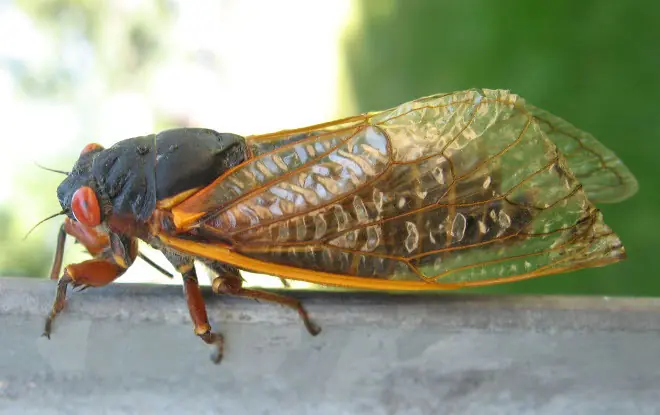 insectos