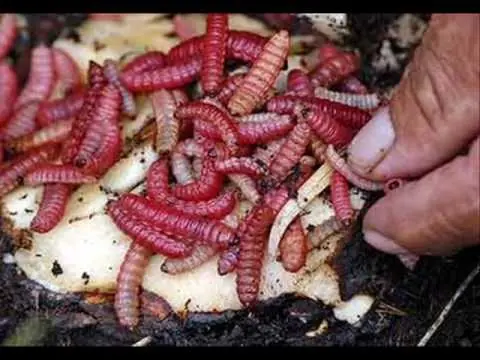 bichos