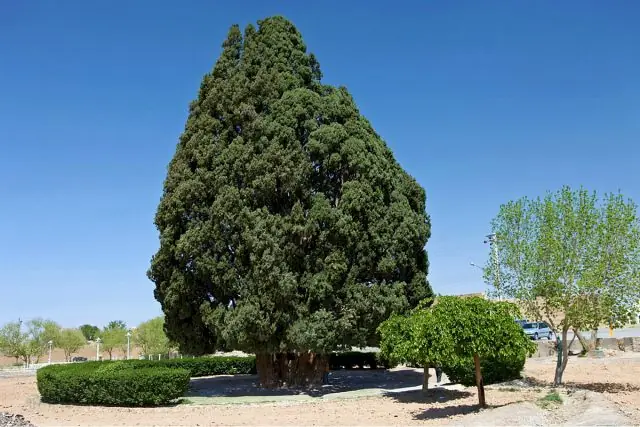 Arbol