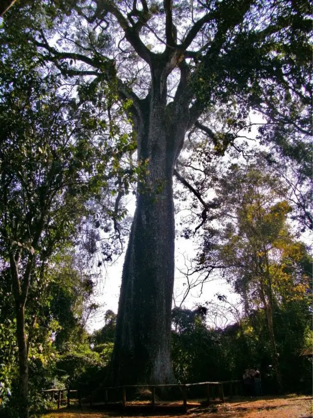 Estos son los 9 árboles más viejos del mundo