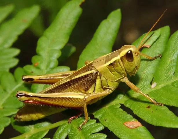 top