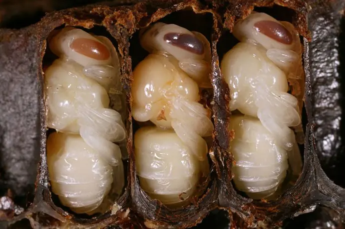 nutricion