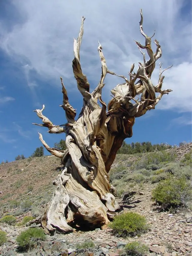 Estos son los 9 árboles más viejos del mundo