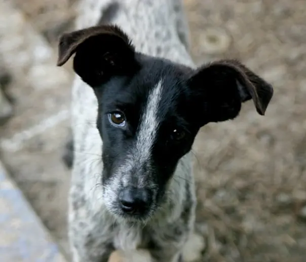 perros callejeros que necesitan de VOS