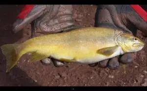 Nueva especie La trucha verde
