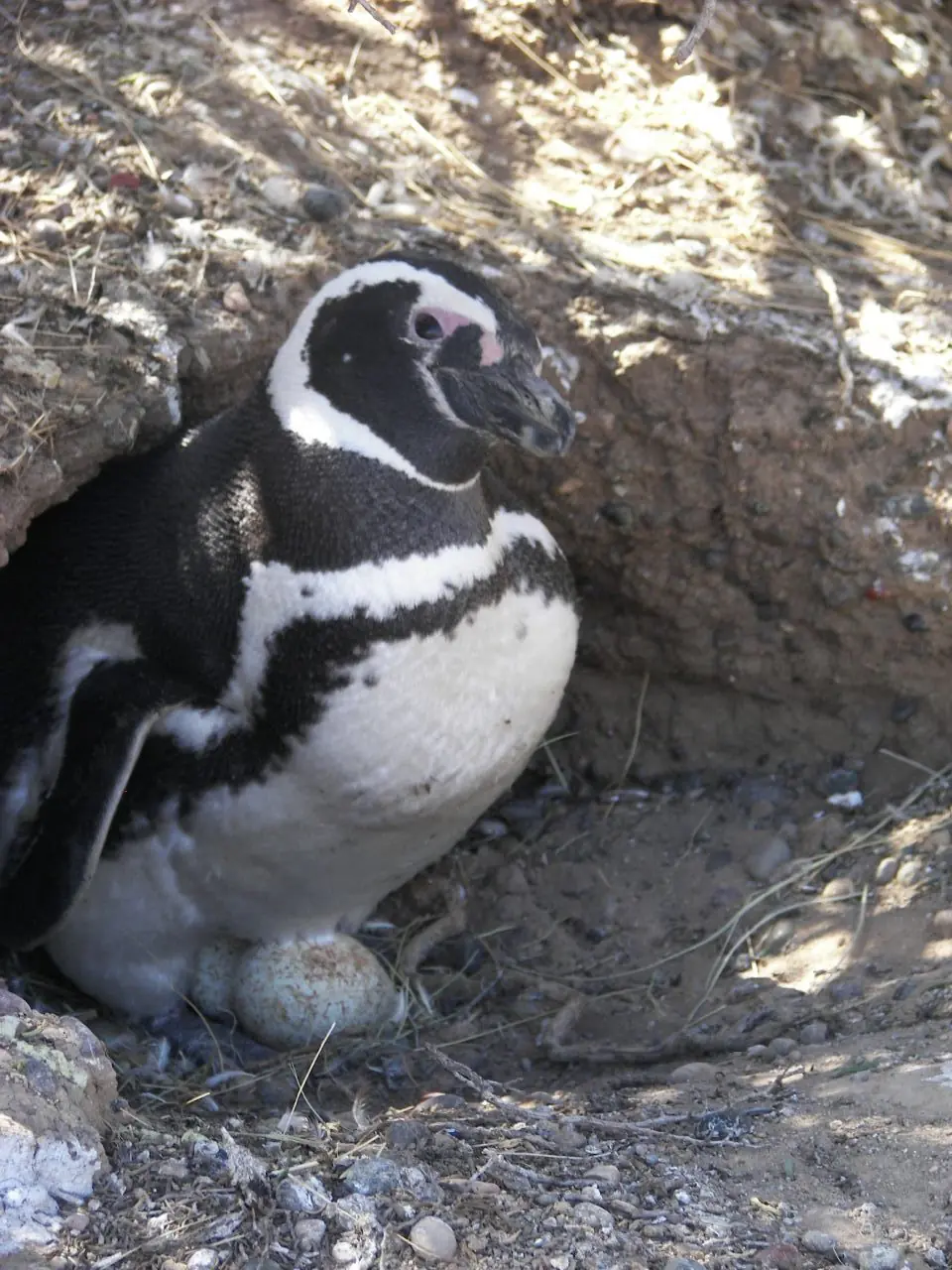 pinguinos