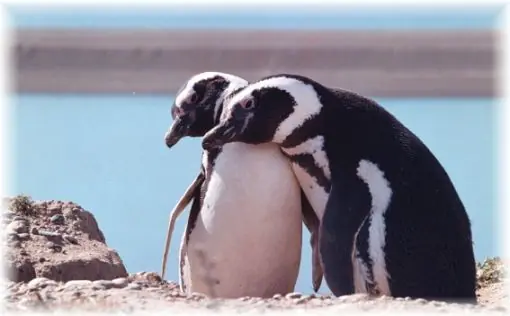 Pingüinos de Magallanes - Patagonia Argentina