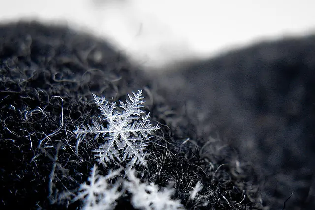 nieve