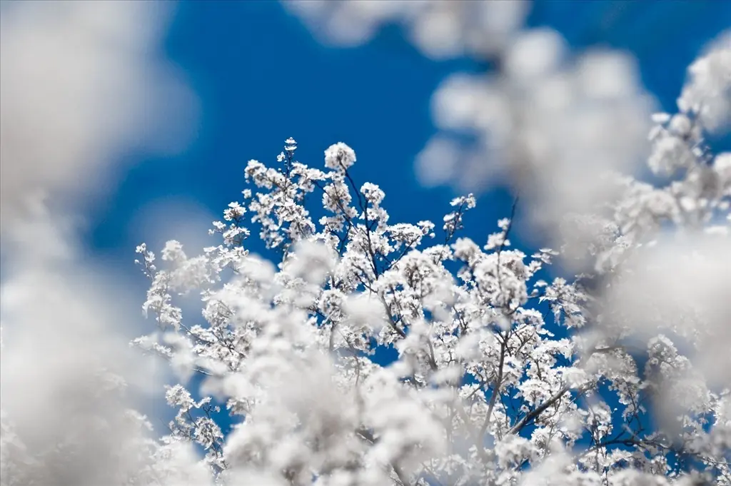 copos de nieve