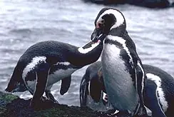 Pingüinos de Magallanes - Patagonia Argentina