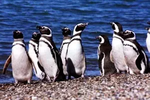 punta tombo