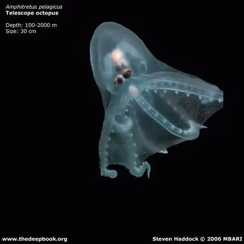 oceano