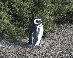 pinguinos