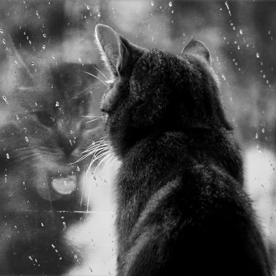 Para un día gris. Mi pequeño aporte.