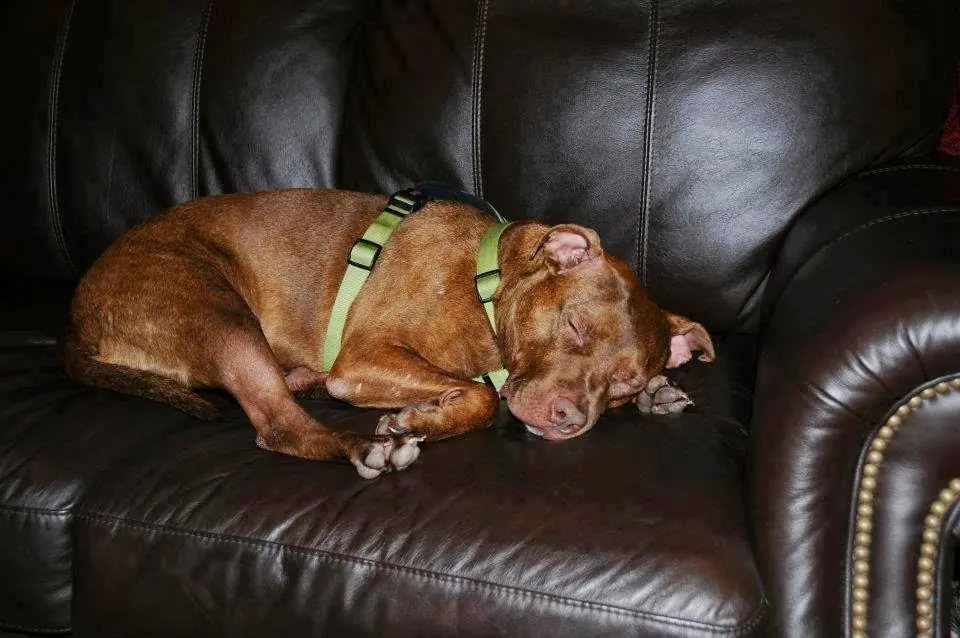¿Qué le pasó a este perro? (Final feliz)