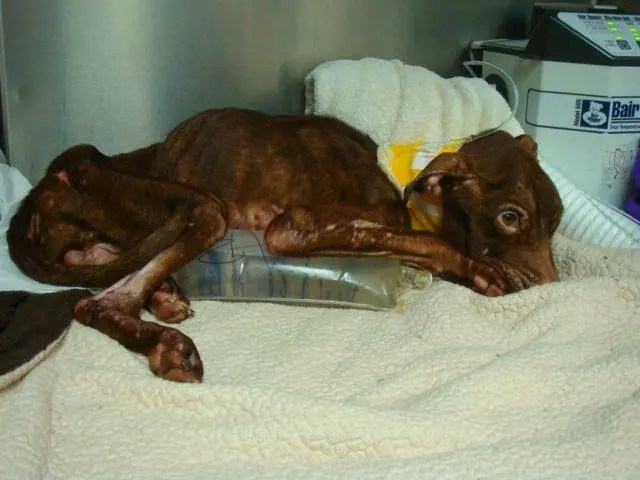 veterinaria