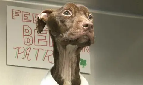 ¿Qué le pasó a este perro? (Final feliz)
