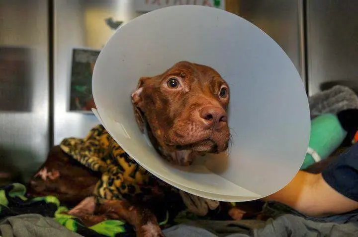 veterinaria