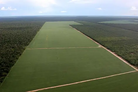 deforestación