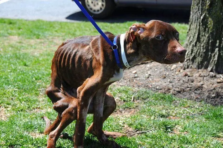 ¿Qué le pasó a este perro? (Final feliz)