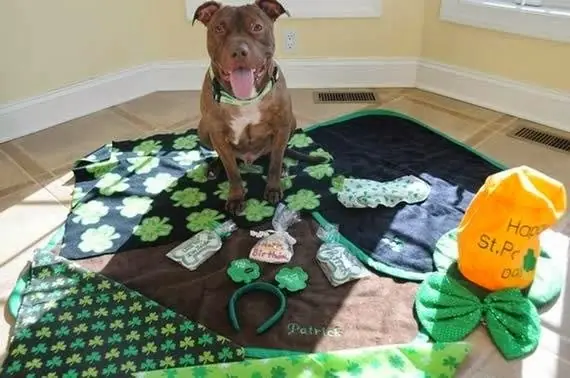 perro