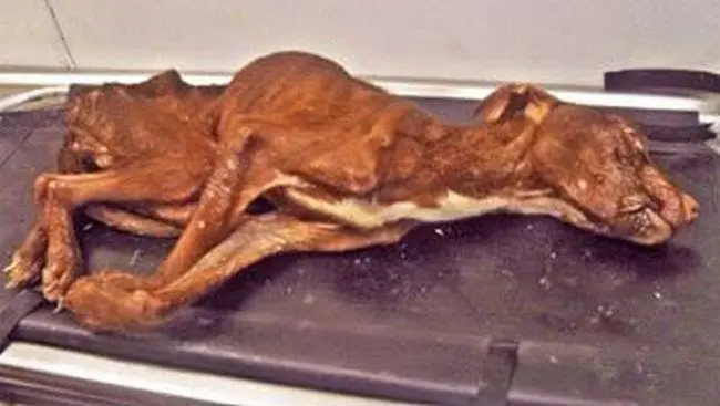 perro