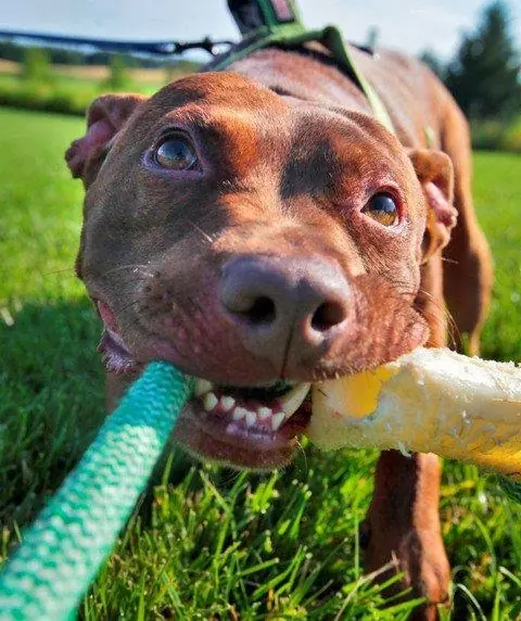 veterinaria