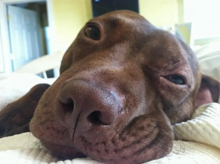 veterinaria