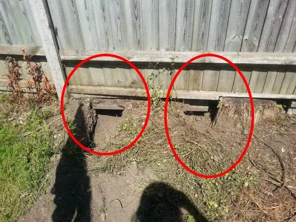 Fijate lo que encontro en su trampolin