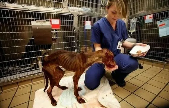 veterinaria