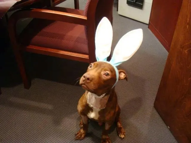 perro