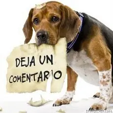 Animales que se creen humanos...